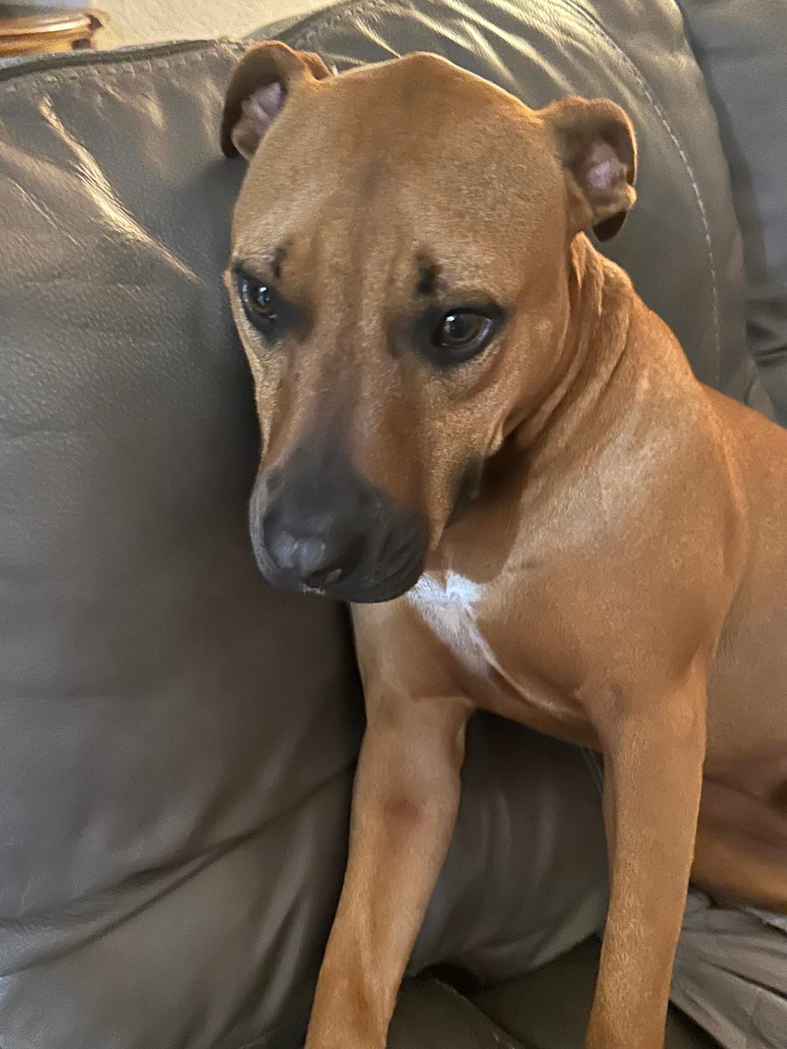 Petspiration Spotlight: Bear