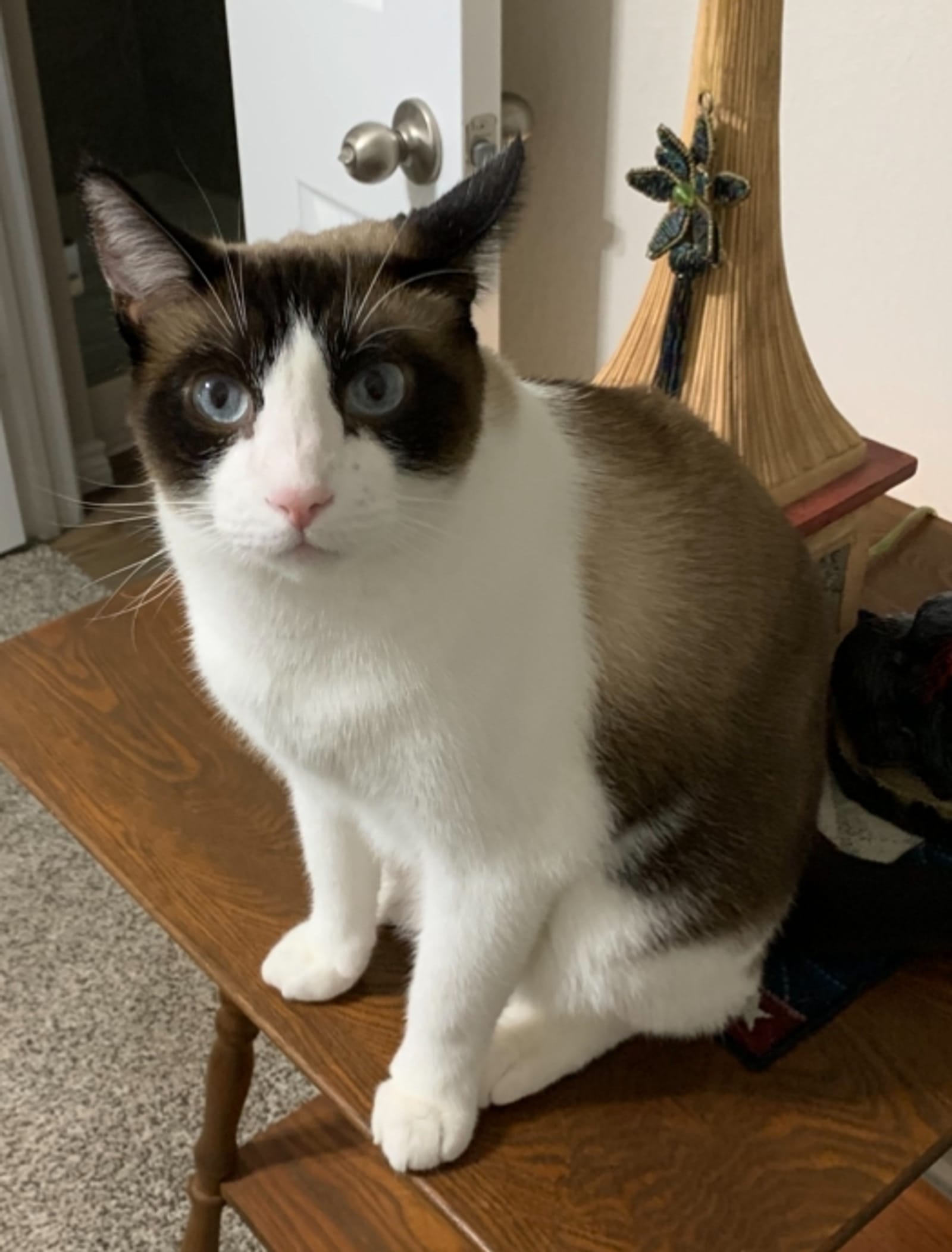 Petspiration Spotlight: Oyo