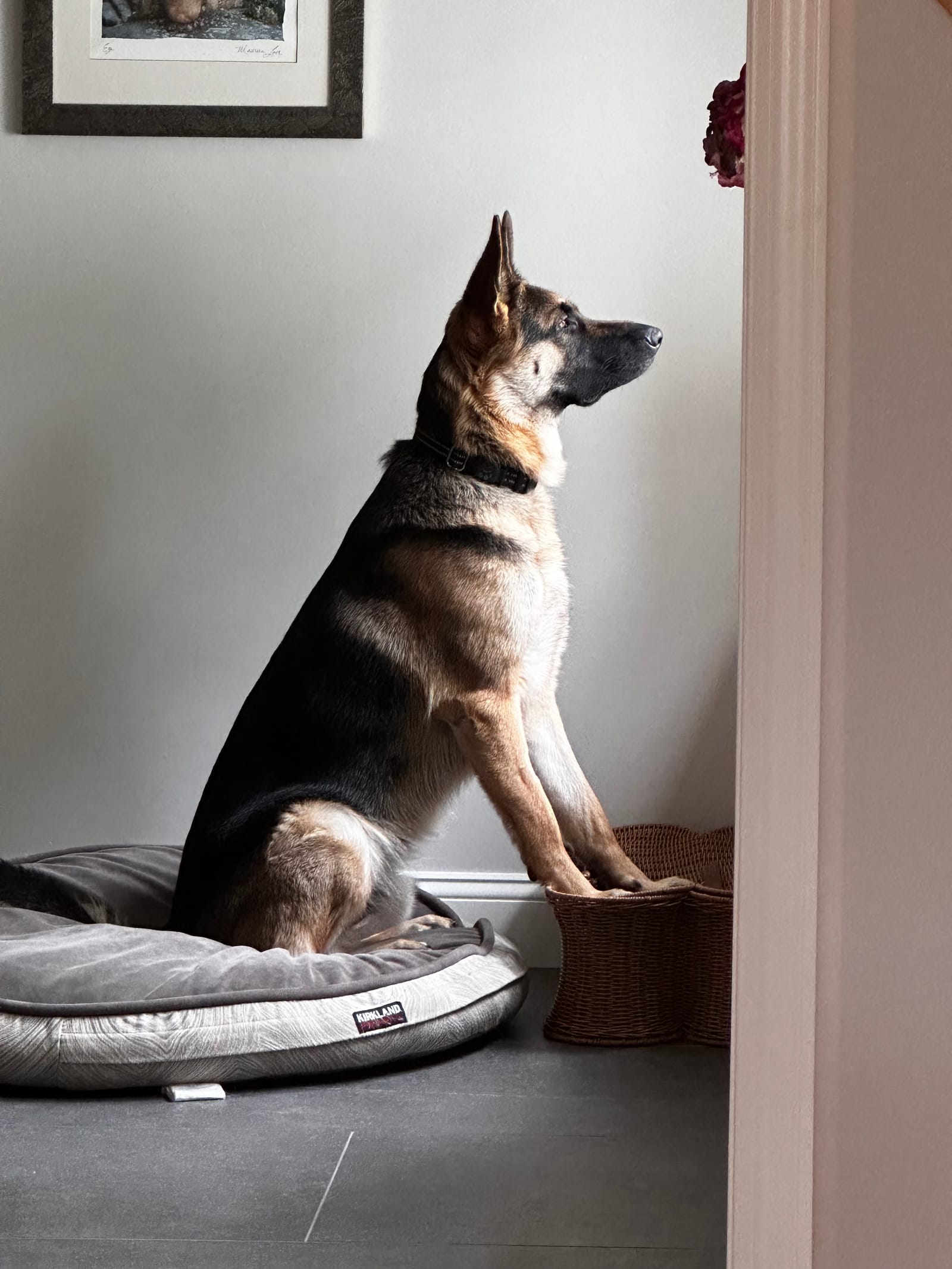 Petspiration Spotlight: RIP