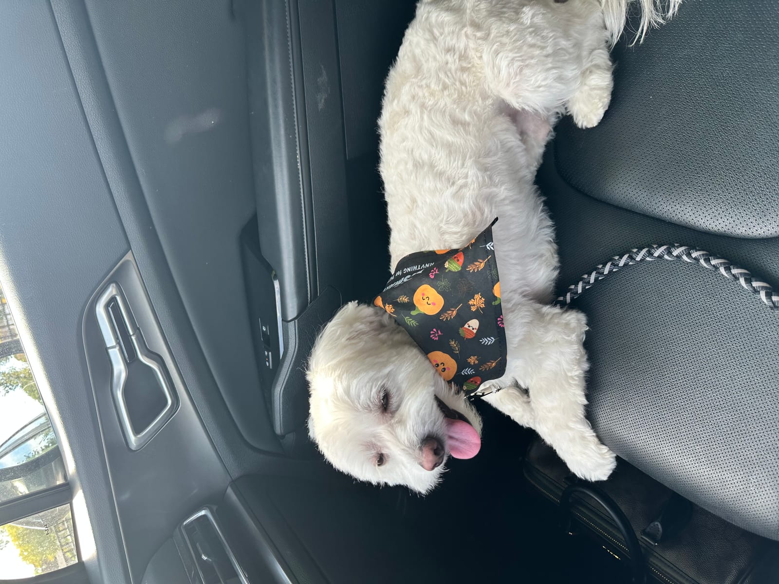 Petspiration Spotlight: Zeus