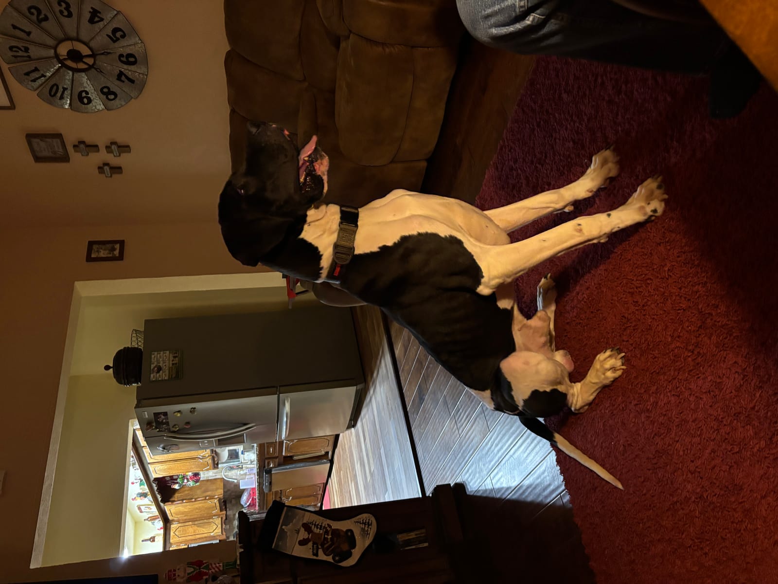 Petspiration Spotlight: Dax