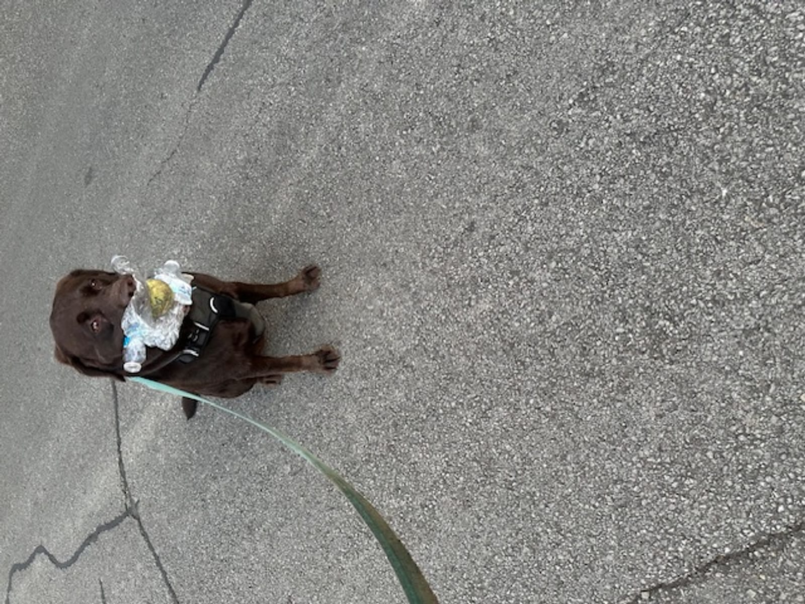 Petspiration Spotlight: Zoe