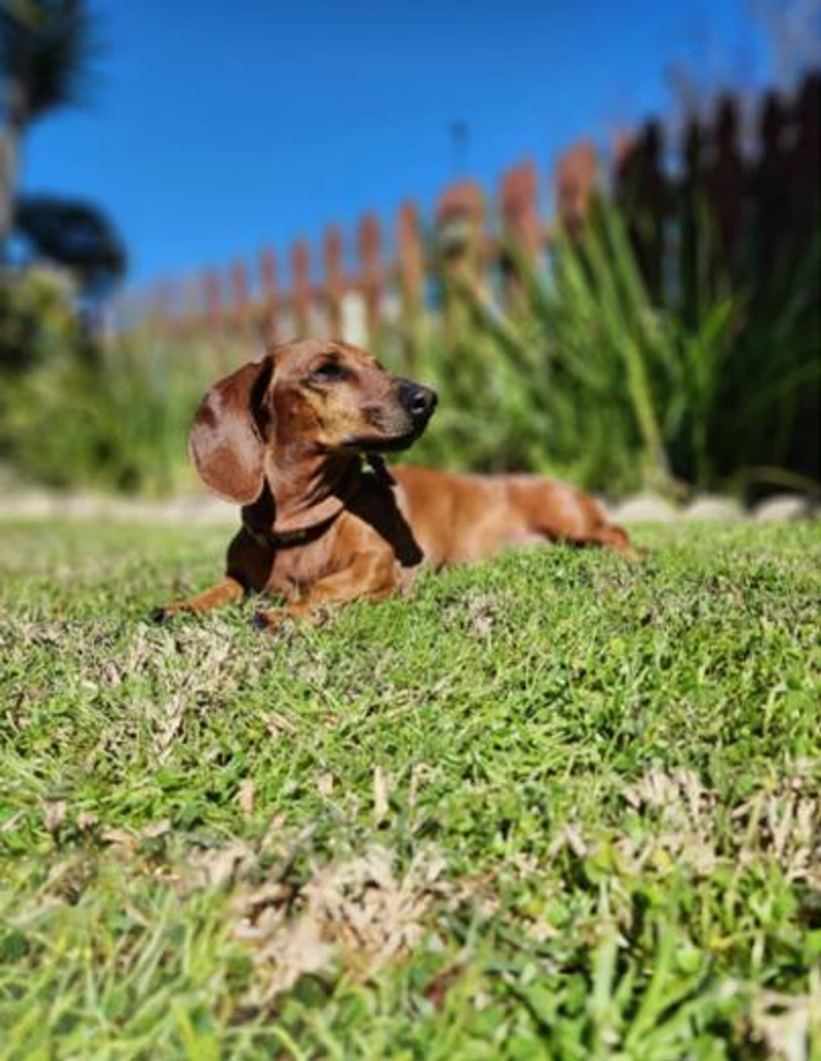 Petspiration Spotlight: Ezri