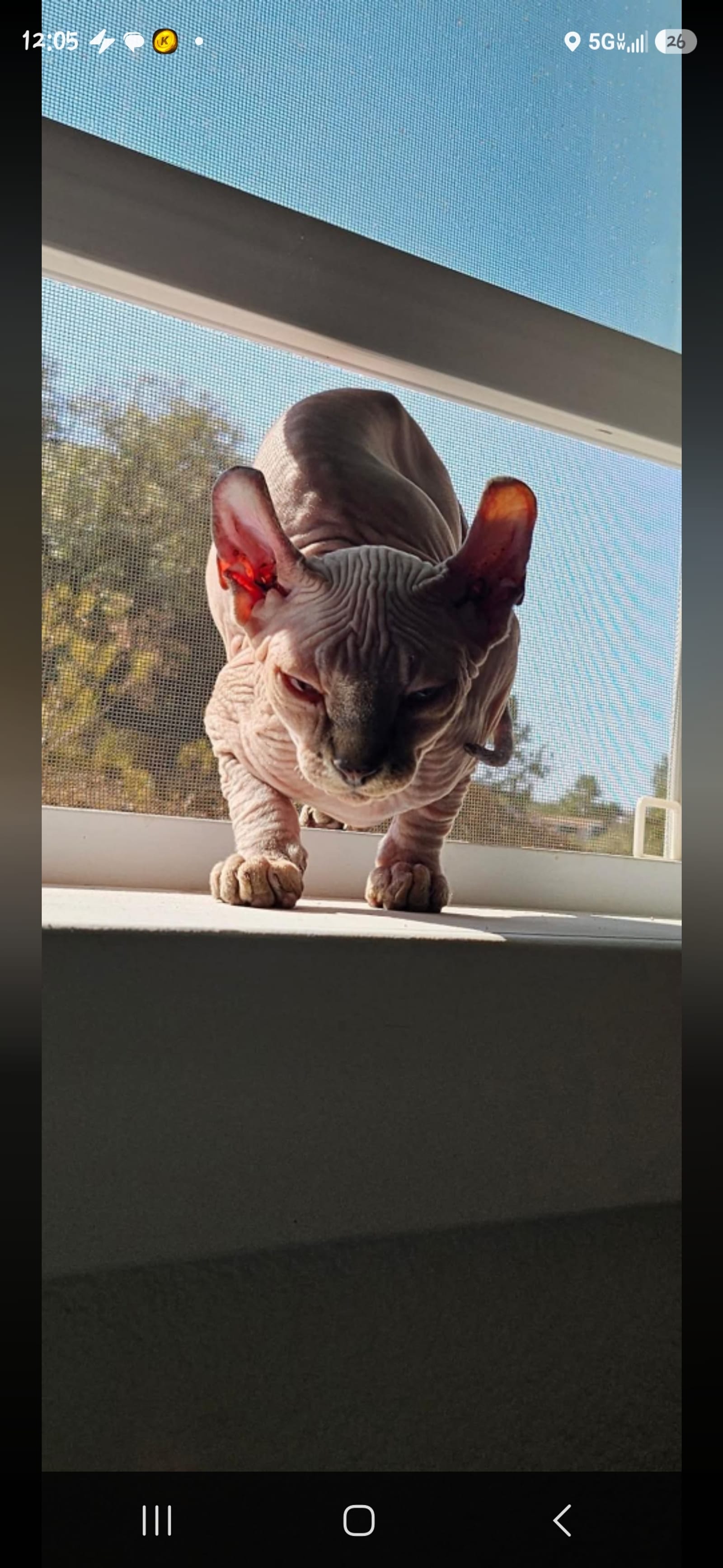 Petspiration Spotlight: King Tut