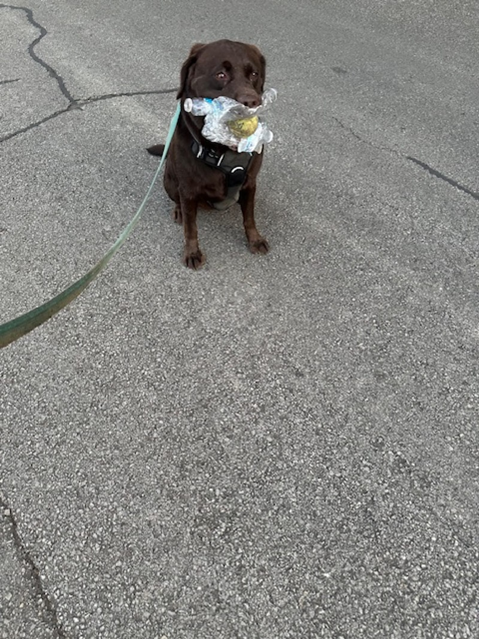 Petspiration Spotlight: Zoe