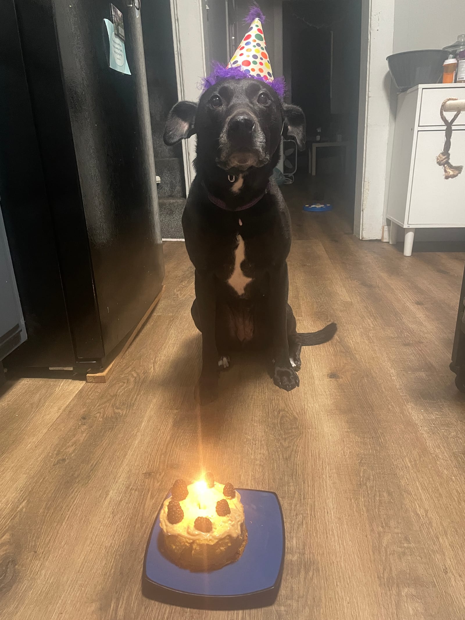 Petspiration Spotlight: Cece
