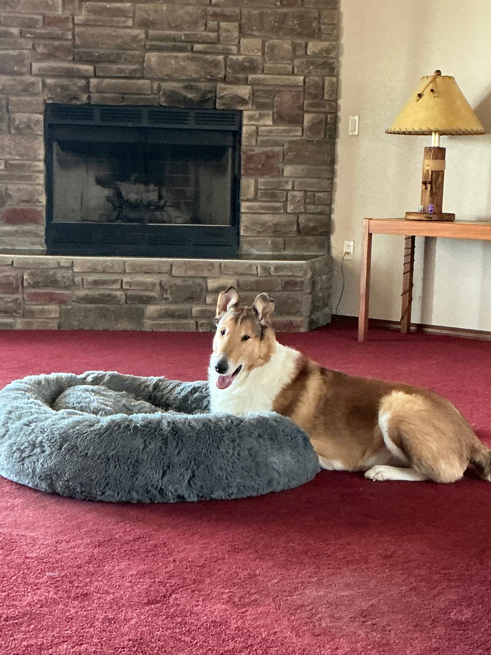 Petspiration Spotlight: Arlo