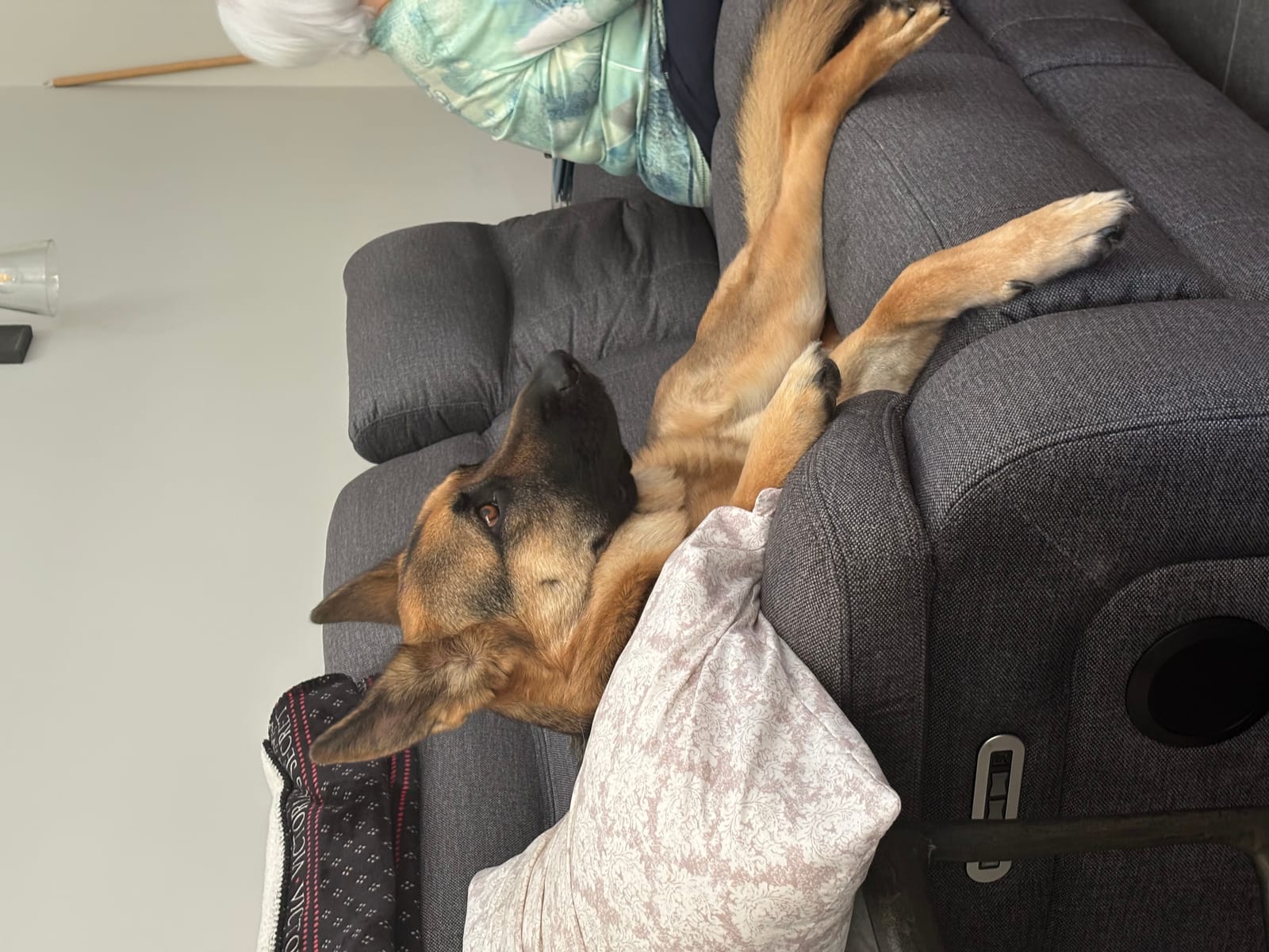 Petspiration Spotlight: Rip