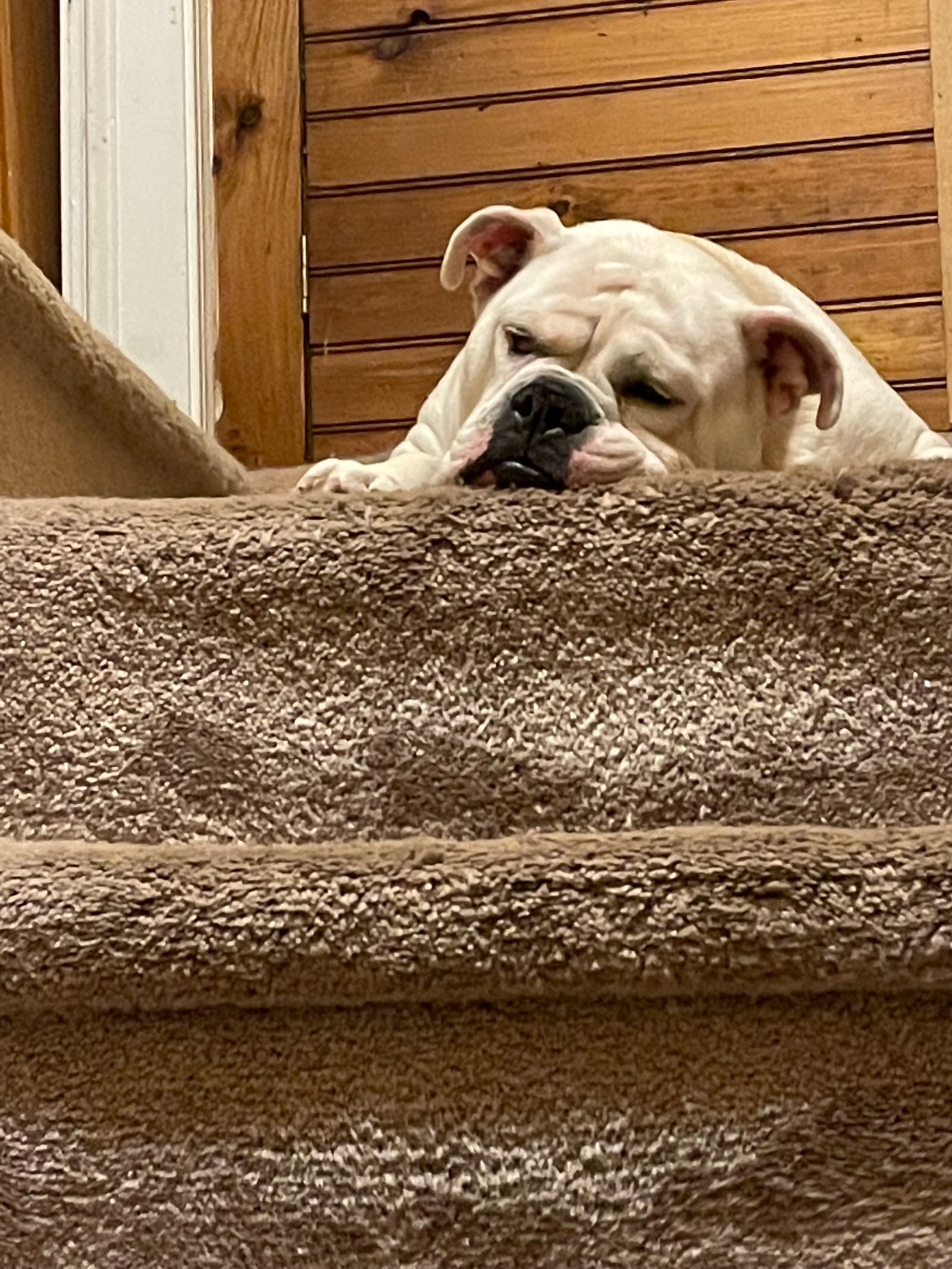Petspiration Spotlight: Cool j