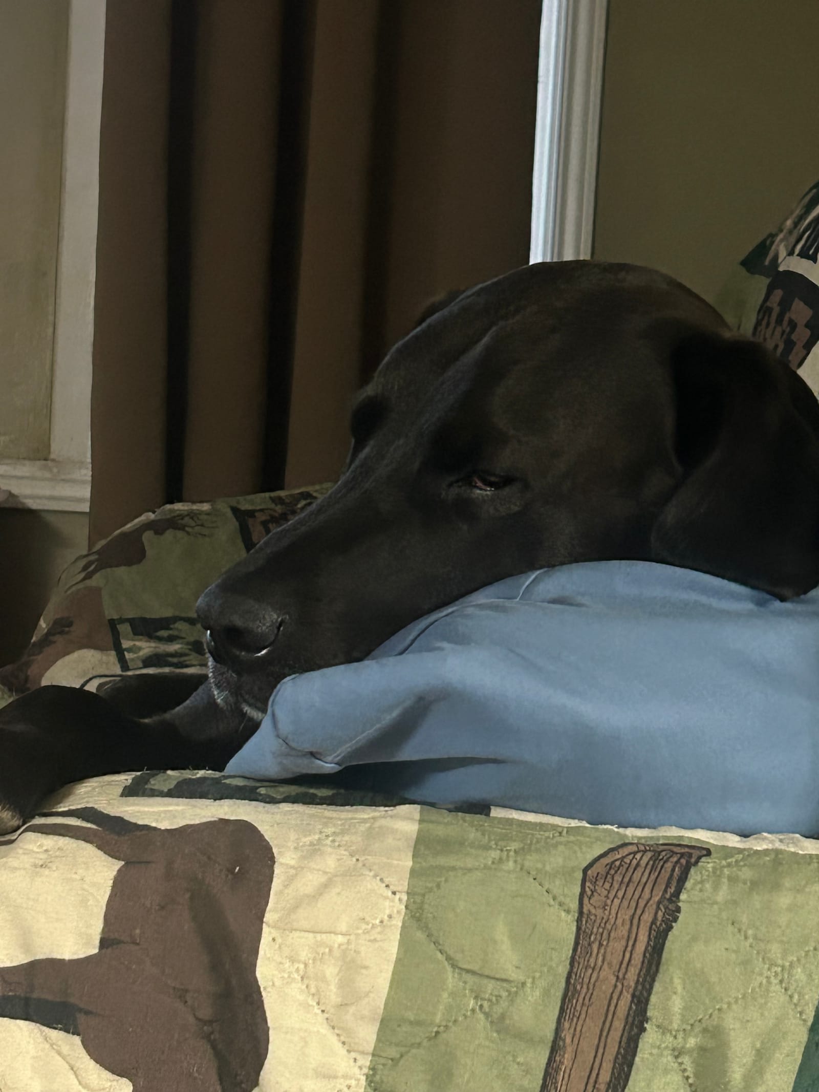 Petspiration Spotlight: REM