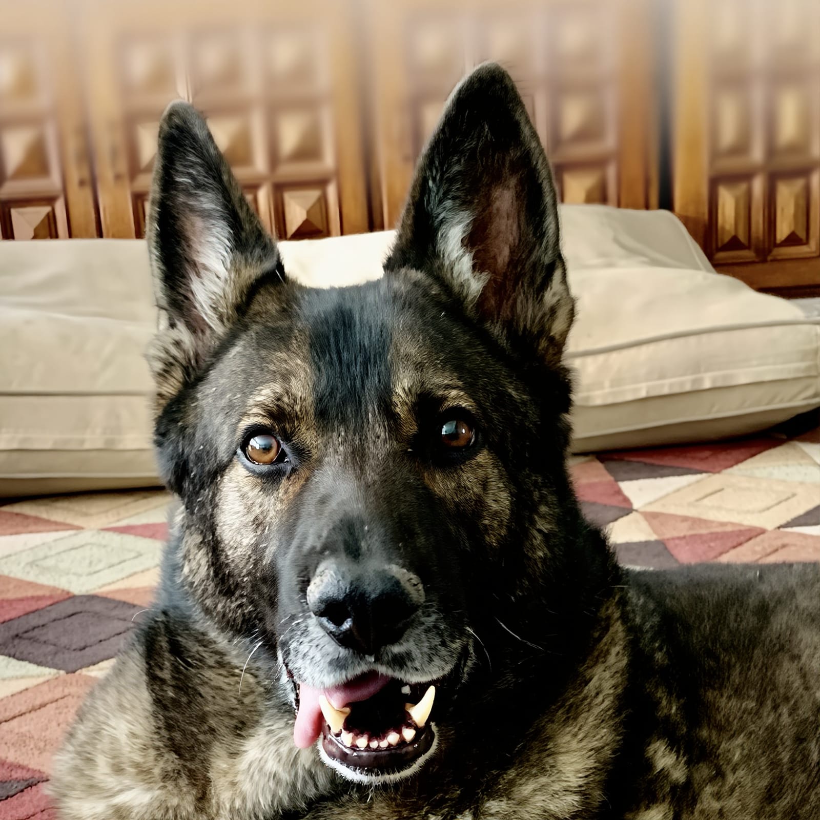 Petspiration Spotlight: Solo