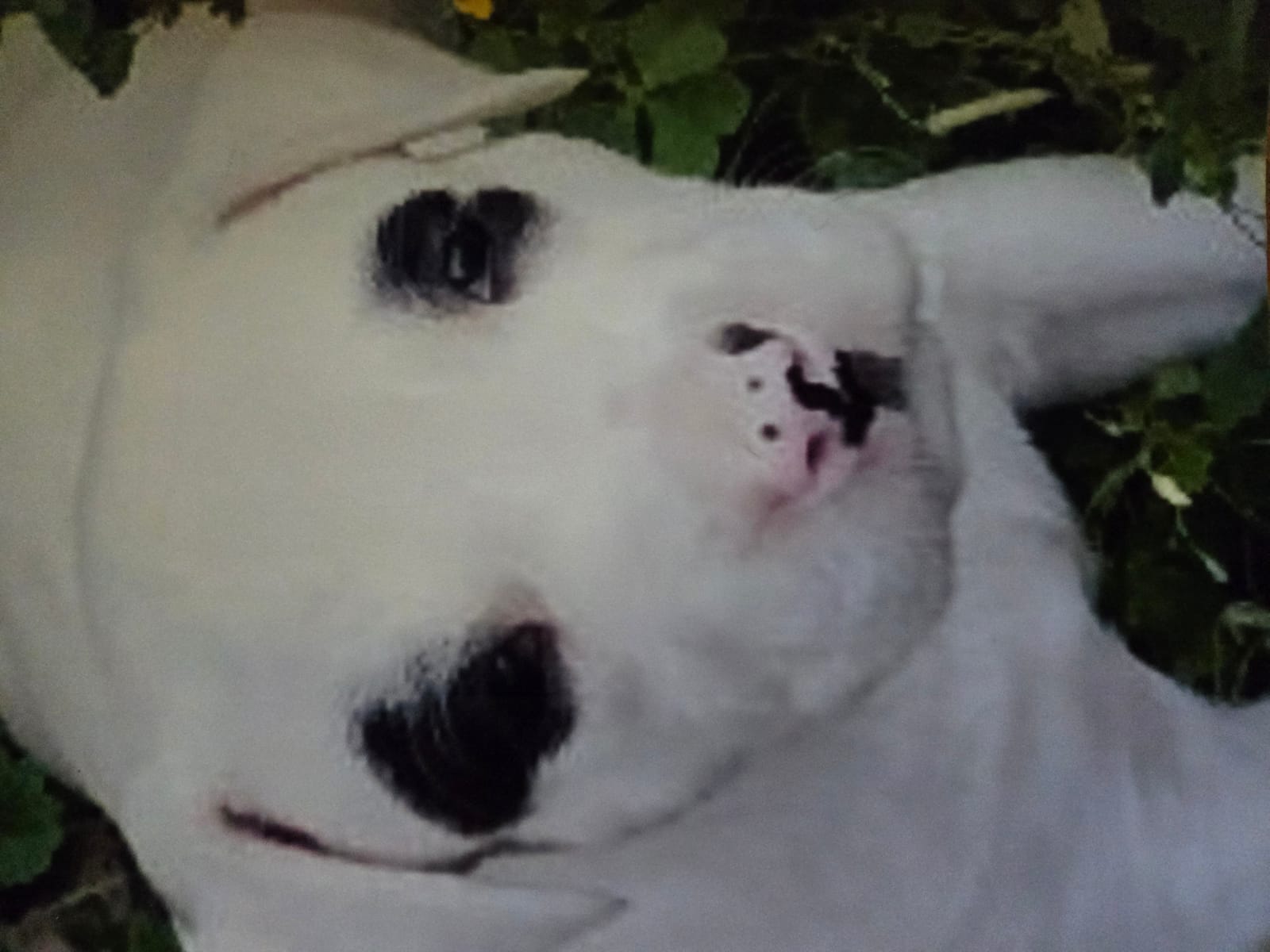 Petspiration Spotlight: Boo
