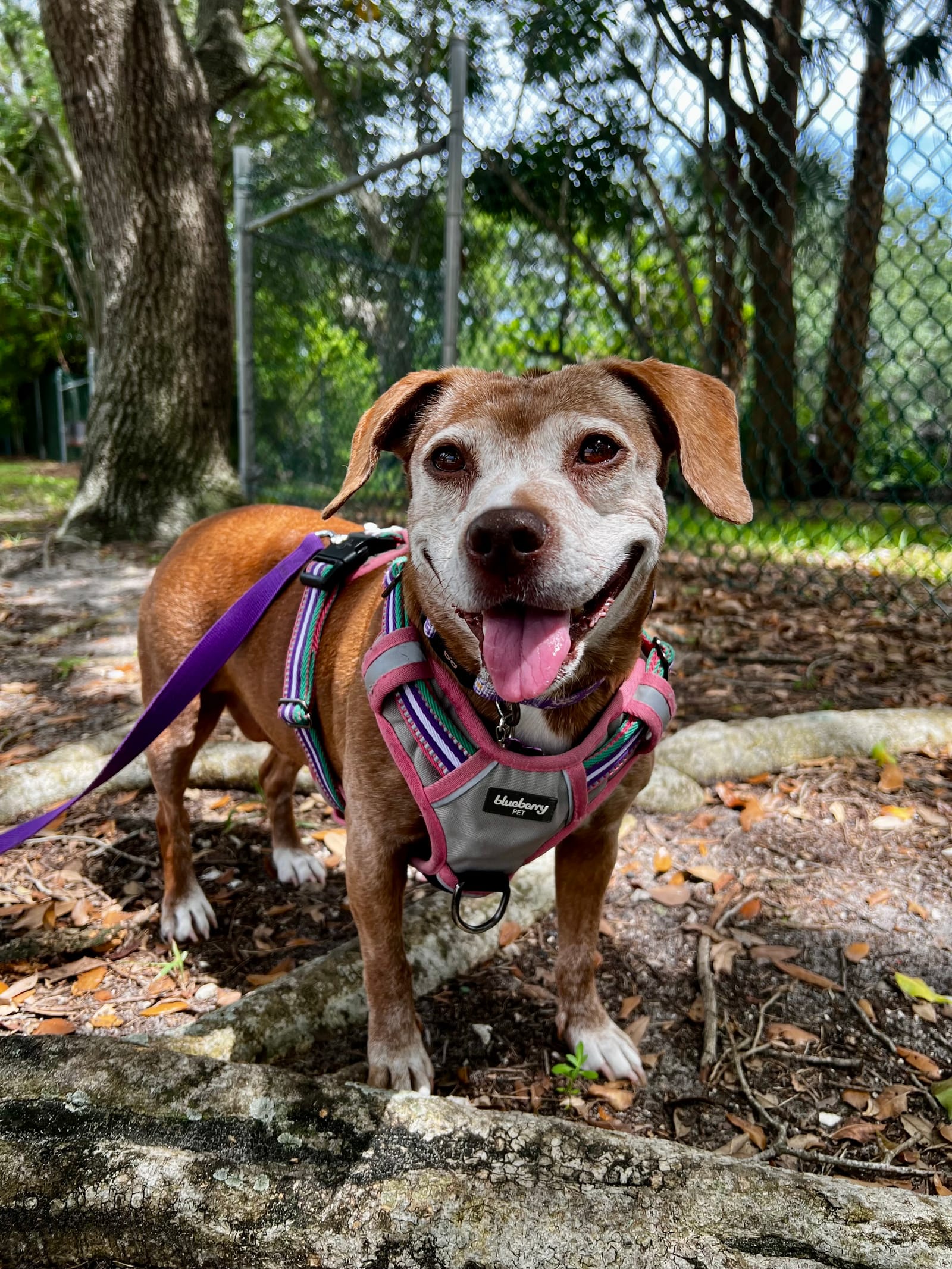 Petspiration Spotlight: Mona