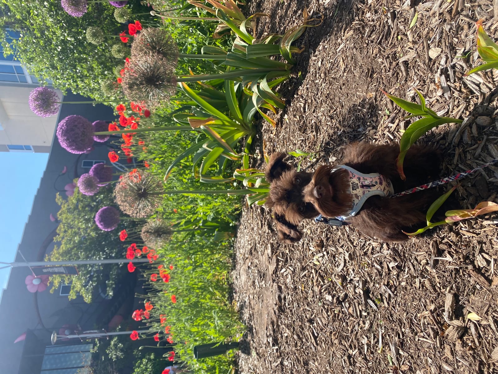 Petspiration Spotlight: Remi