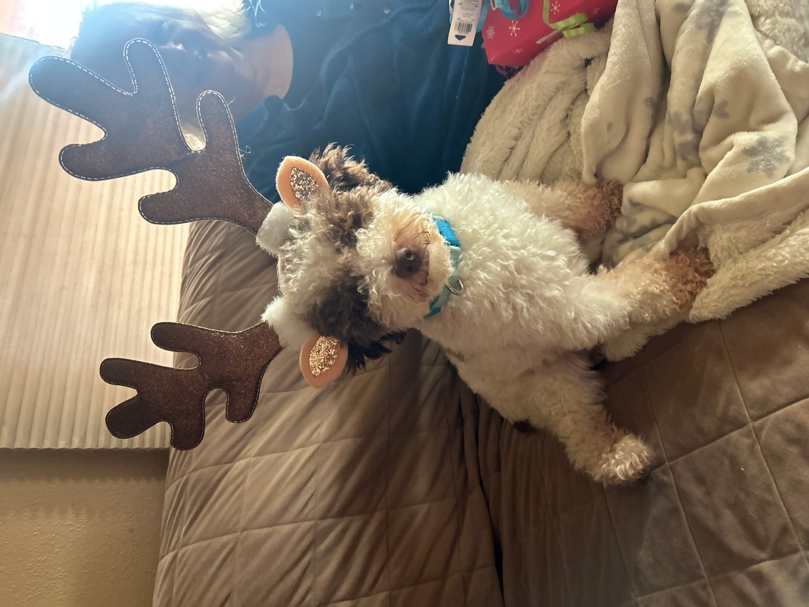 Petspiration Spotlight: Pip