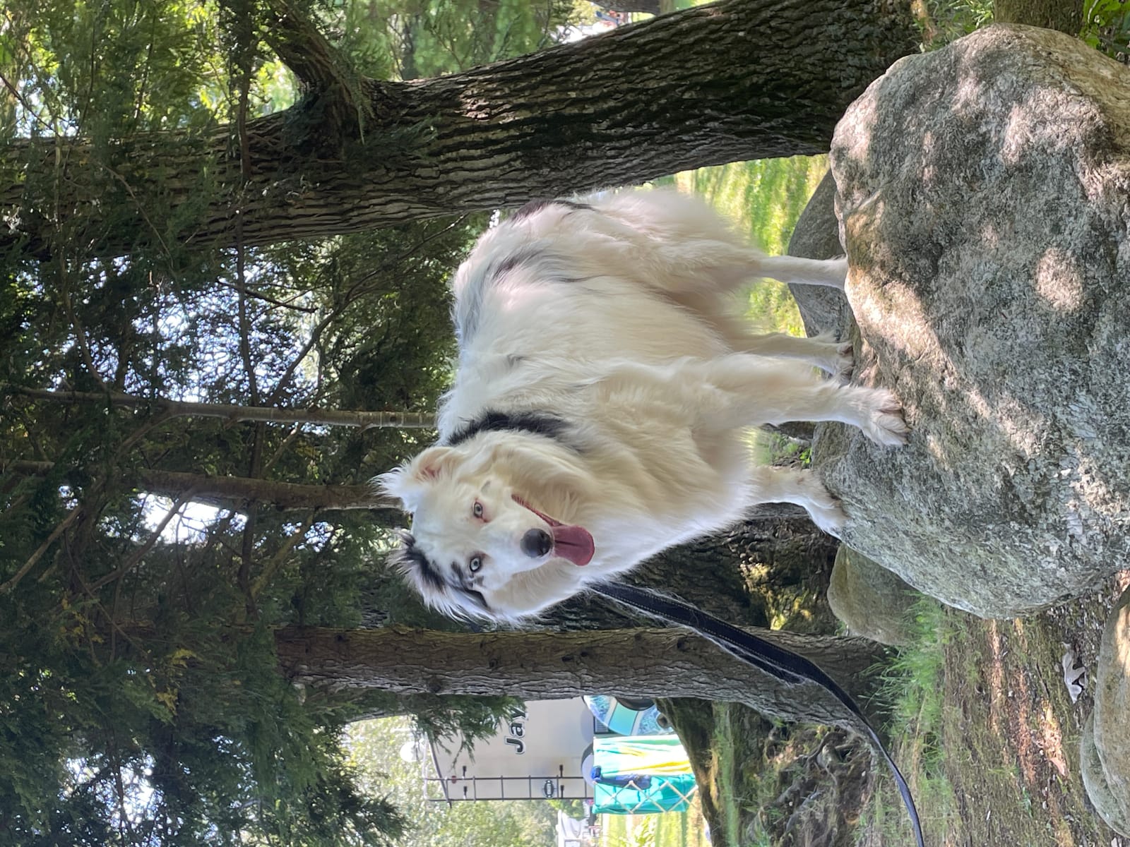 Petspiration Spotlight: Lex