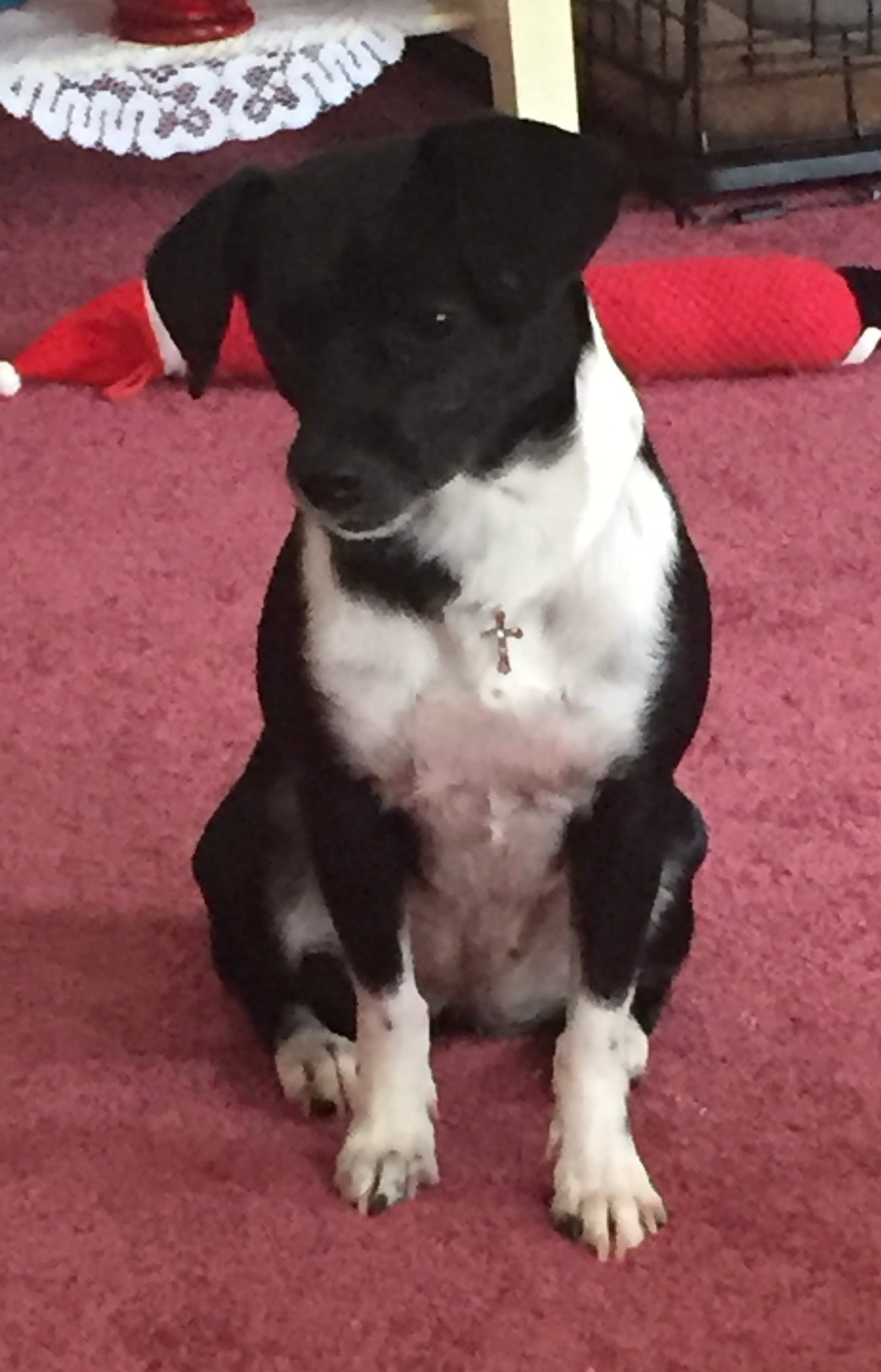 Petspiration Spotlight: Lucy girl