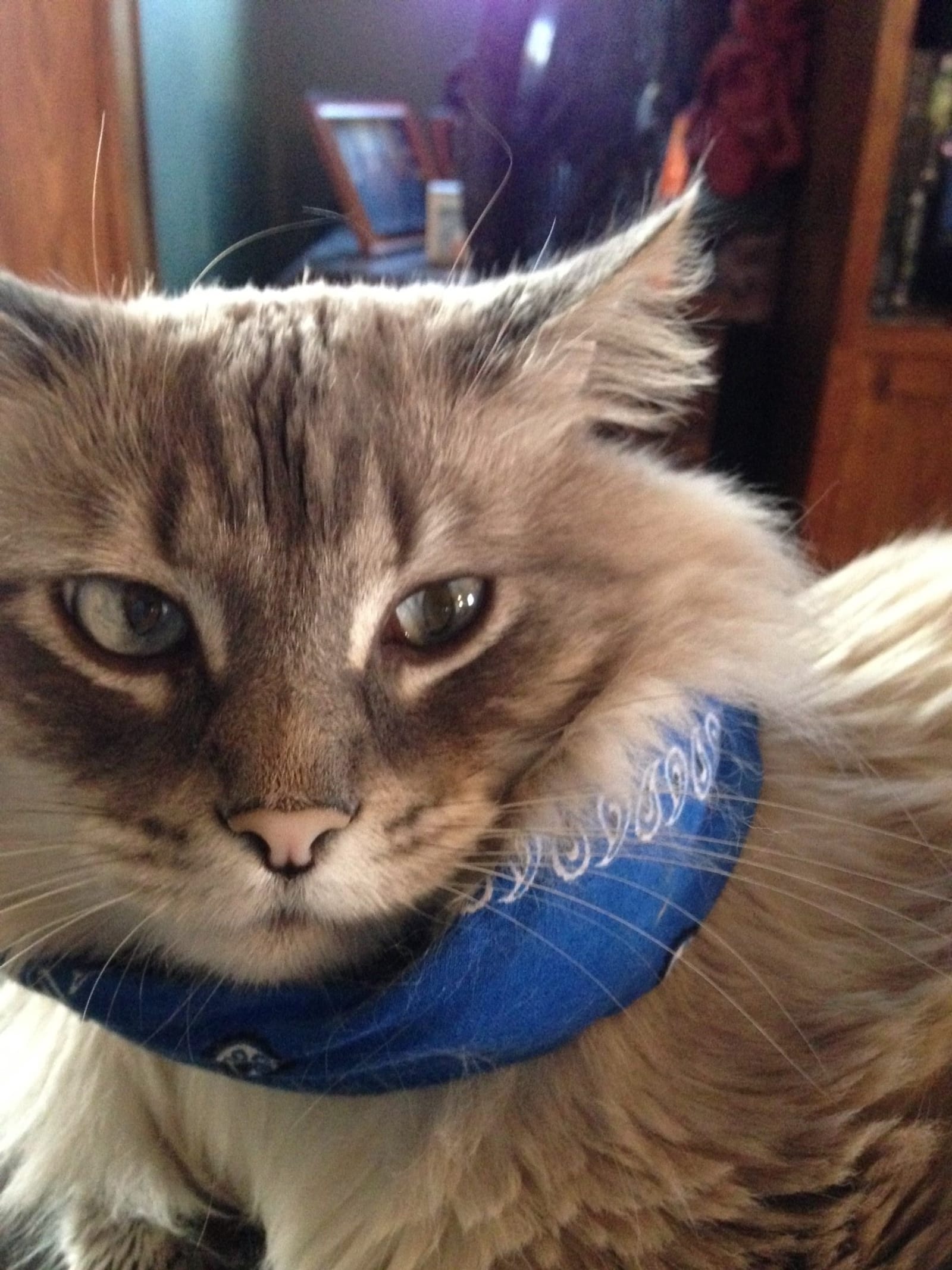 Petspiration Spotlight: NORM