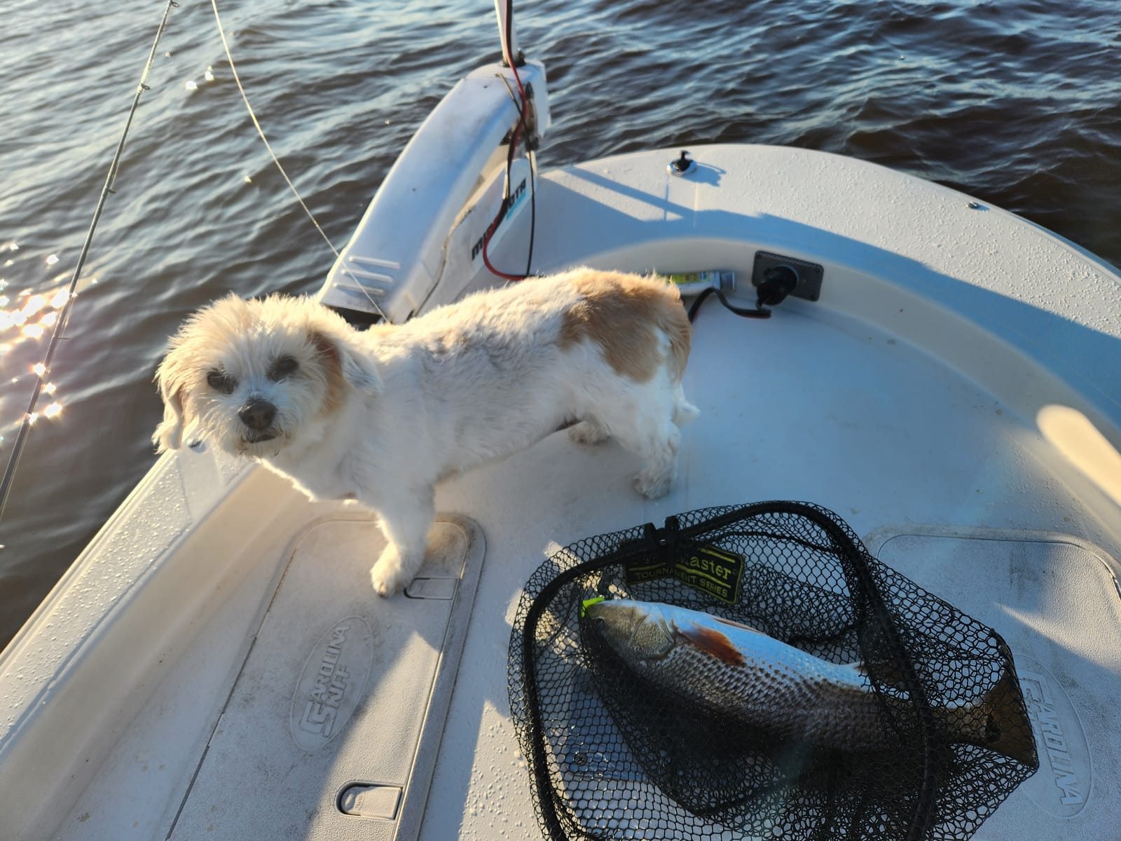 Petspiration Spotlight: EMMA