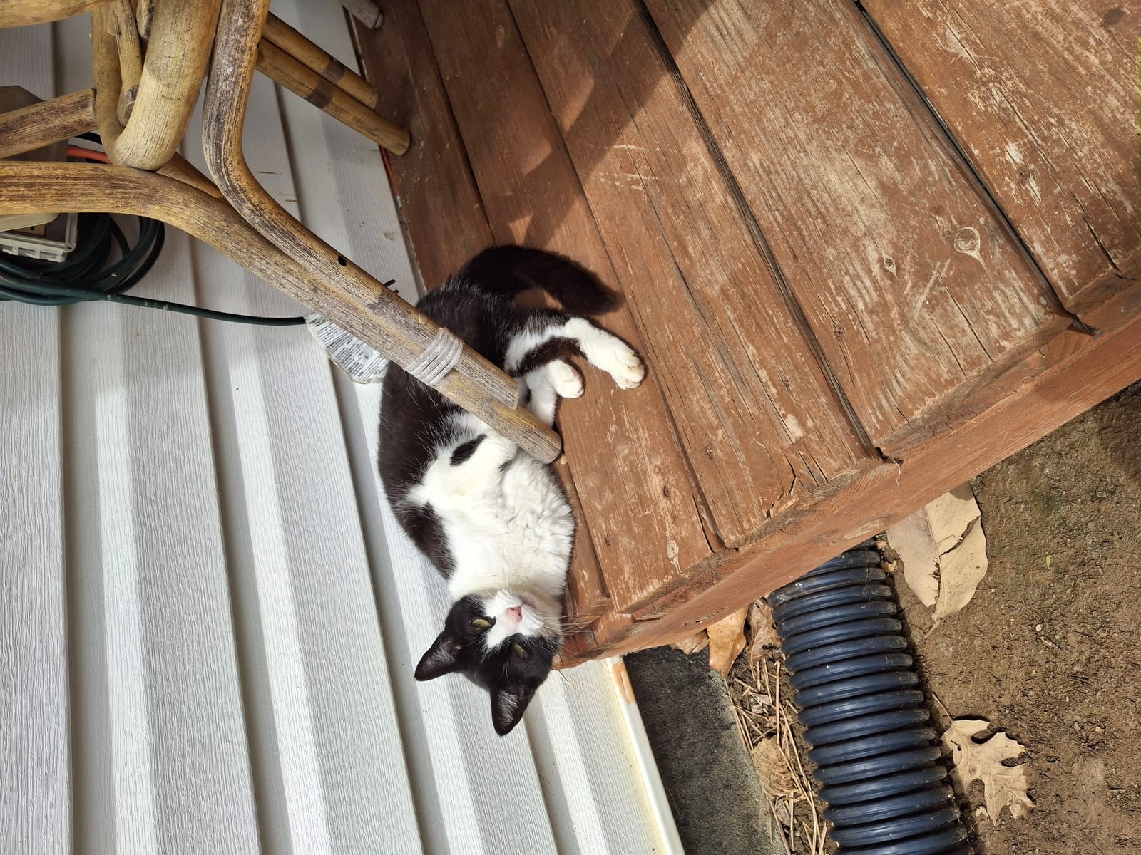 Petspiration Spotlight: Izzy