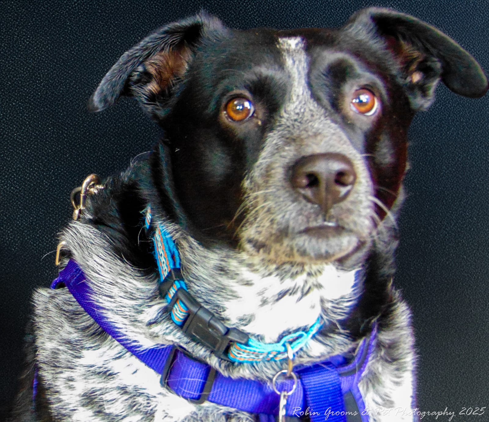 Petspiration Spotlight: Ash
