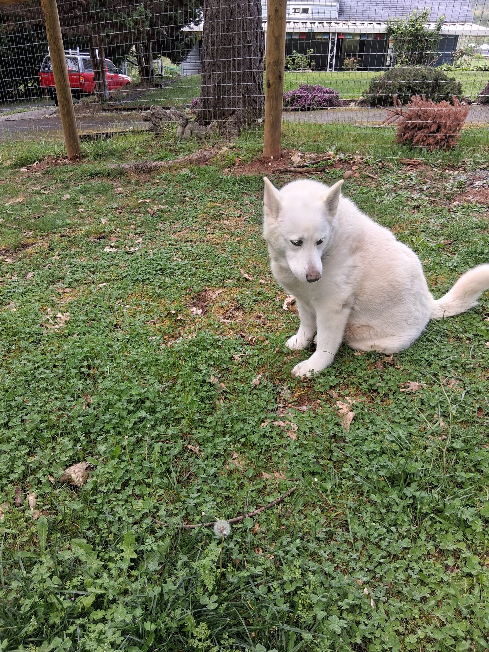 Petspiration Spotlight: Ash