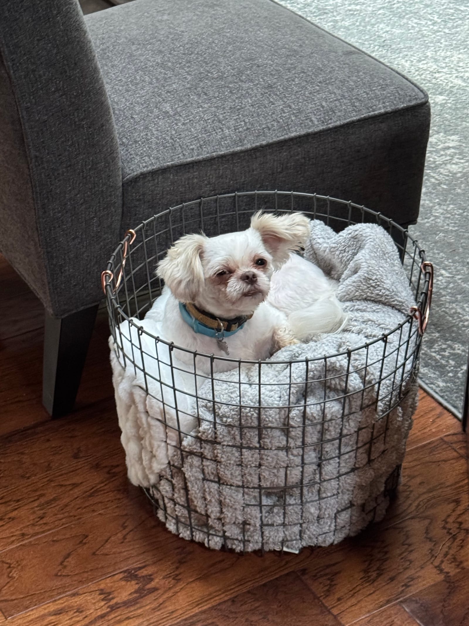 Petspiration Spotlight: Dan
