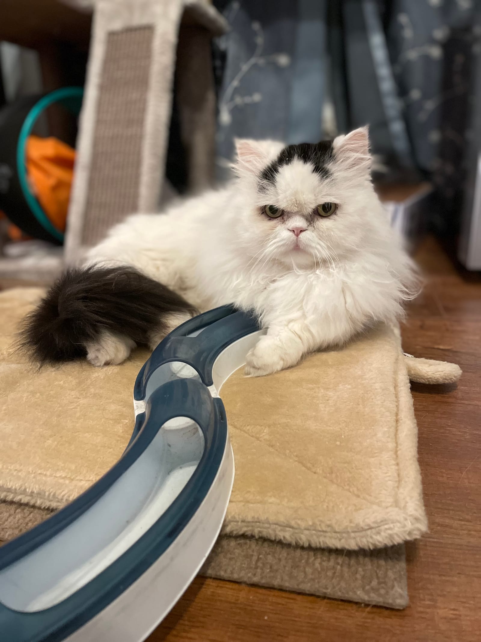 Petspiration Spotlight: Po