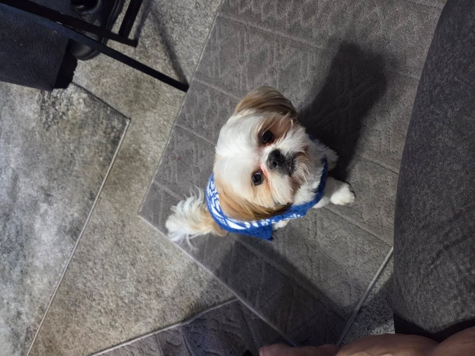 Petspiration Spotlight: MOKO