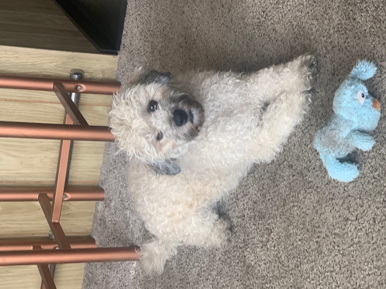 Petspiration Spotlight: Leo