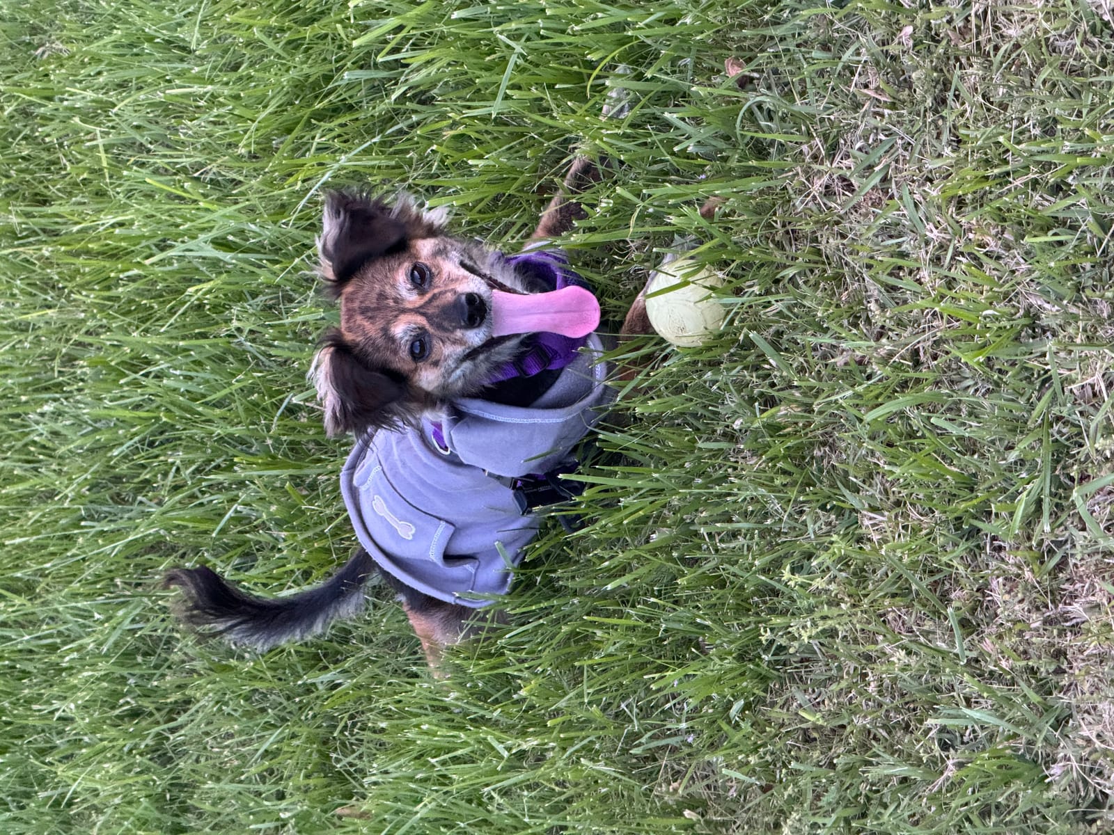 Petspiration Spotlight: Tia