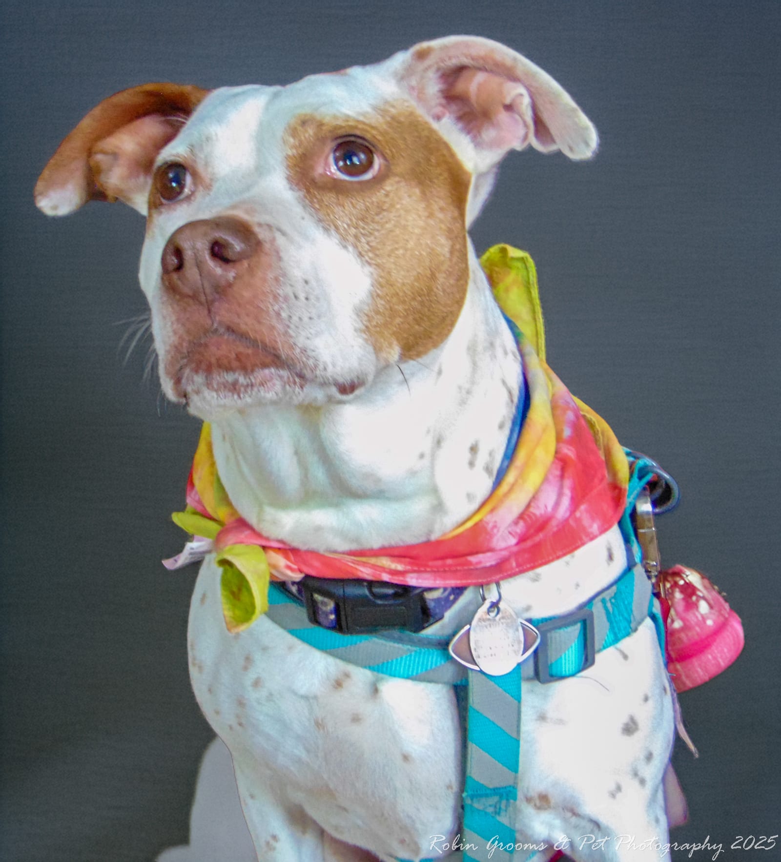 Petspiration Spotlight: Lucy