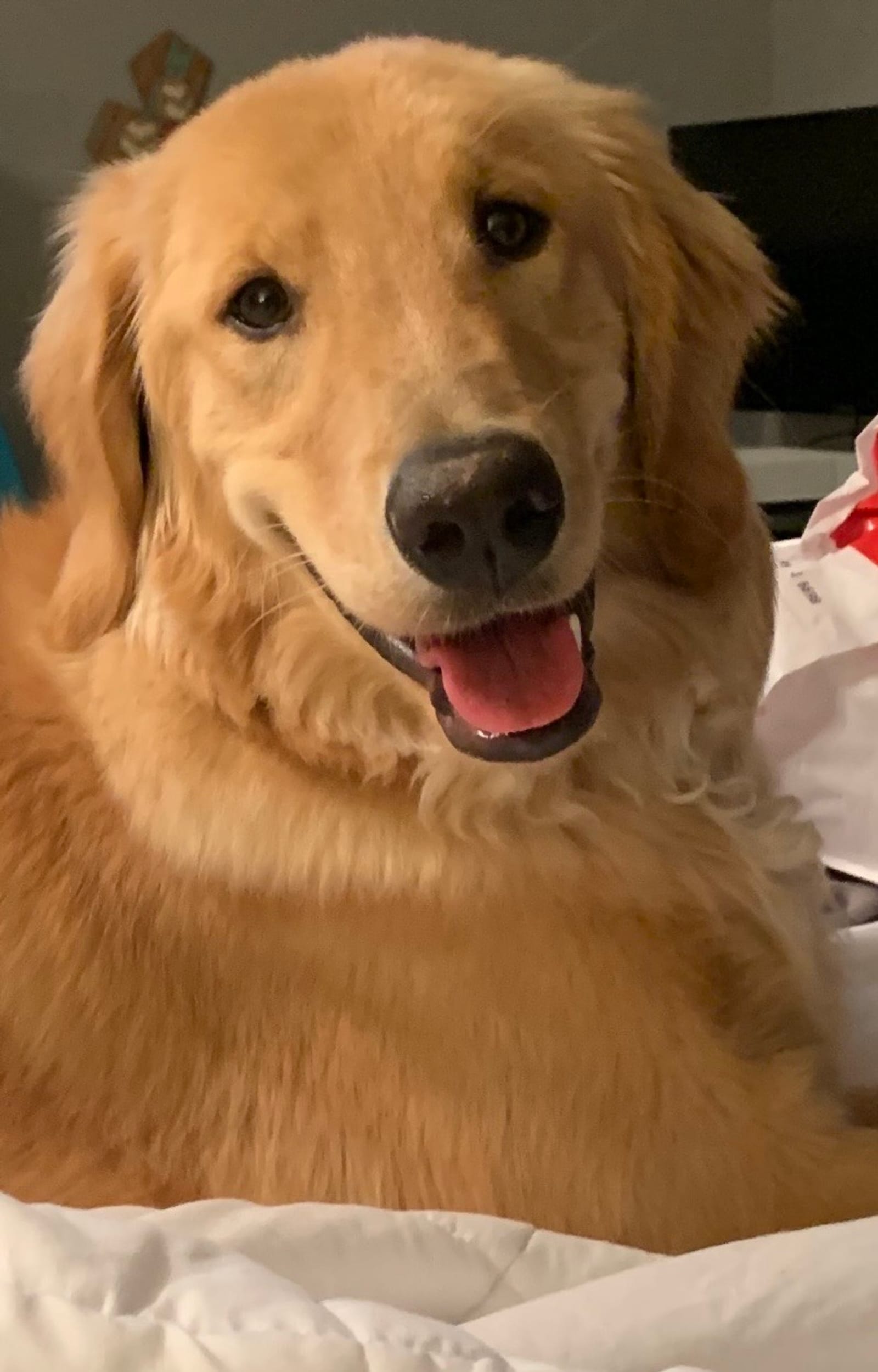 Petspiration Spotlight: Nala