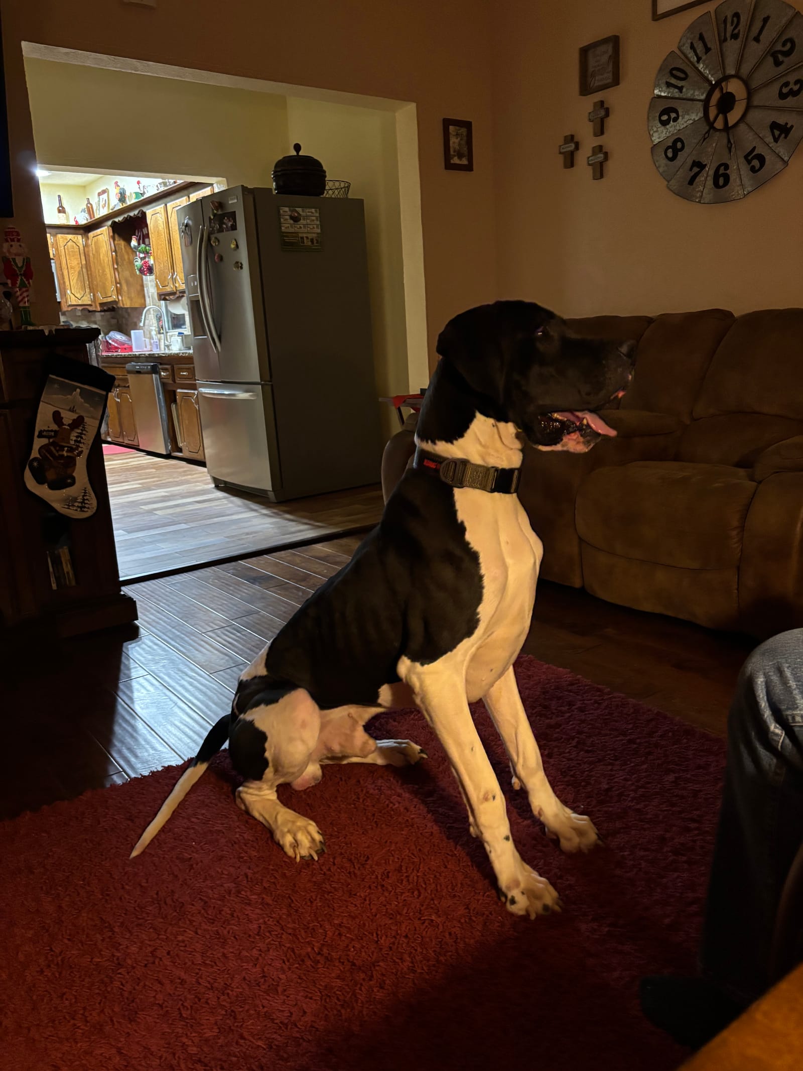 Petspiration Spotlight: Dax