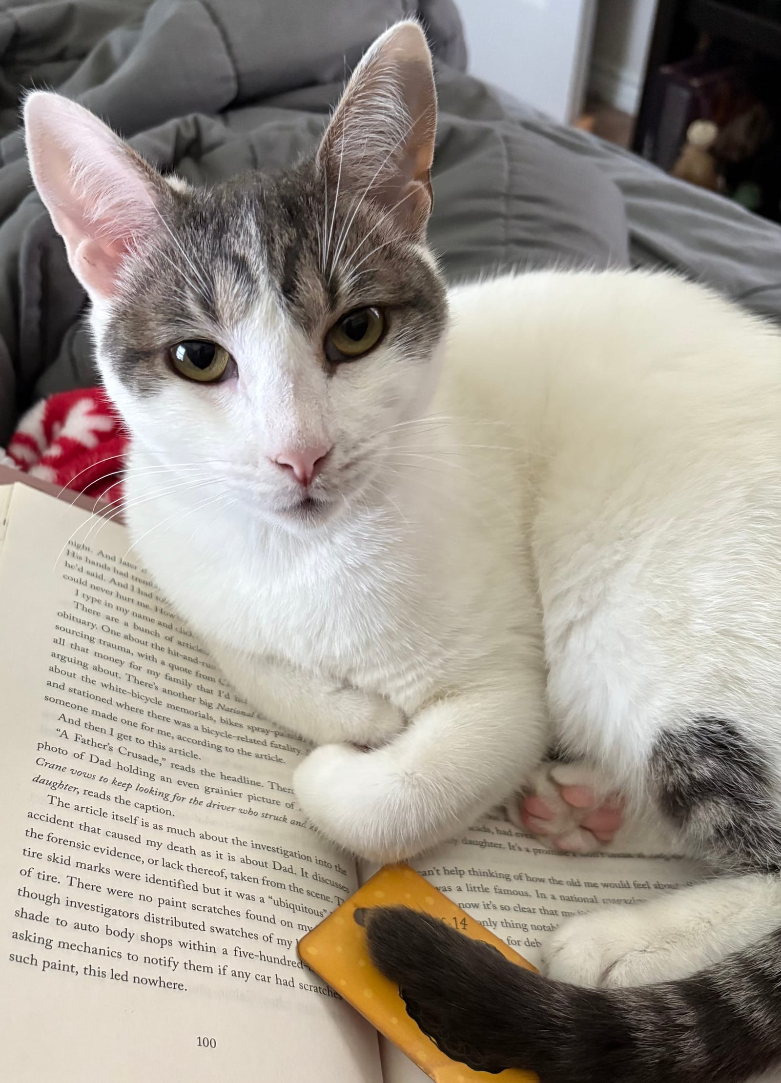 Petspiration Spotlight: DiDi
