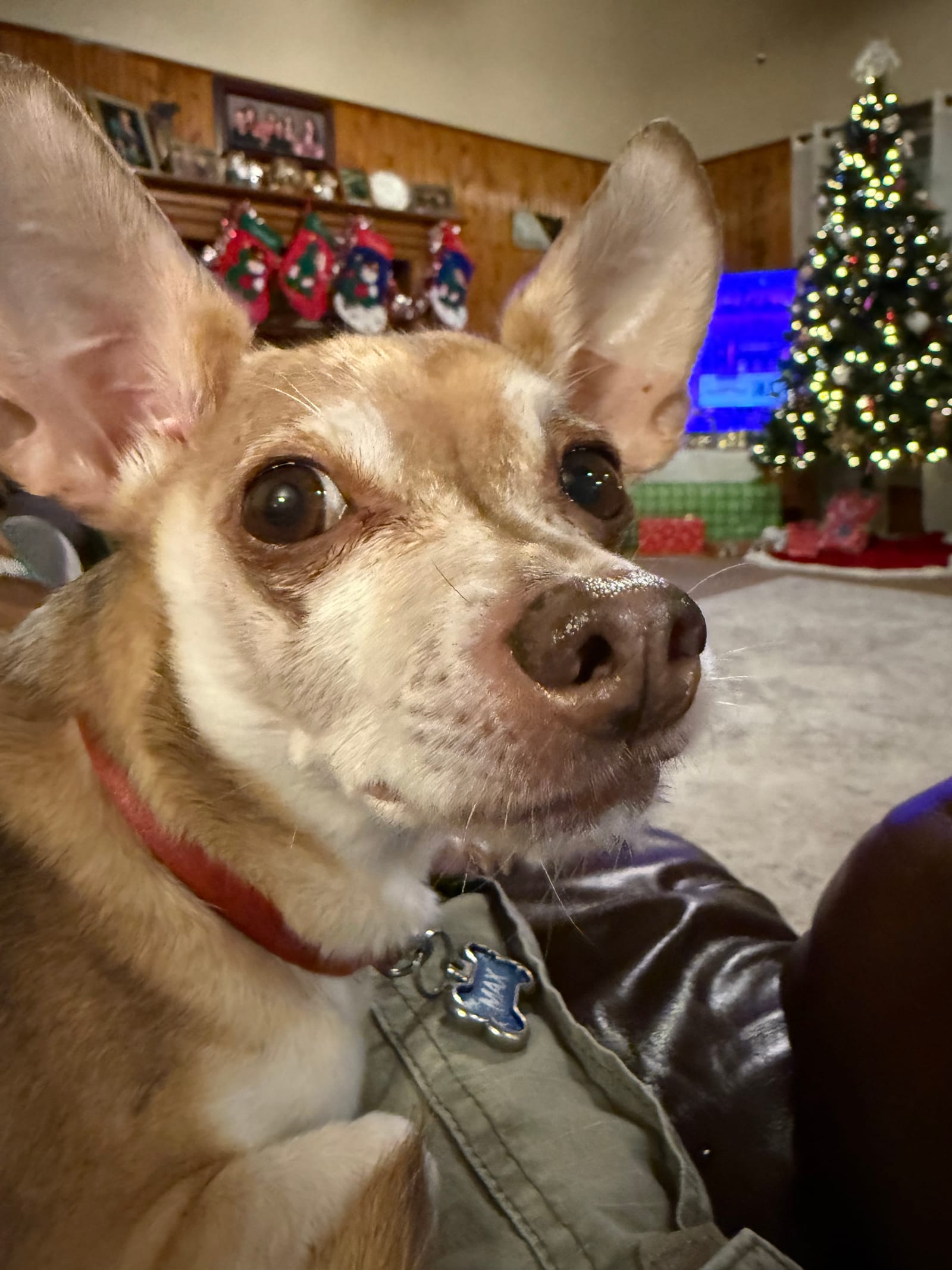 Petspiration Spotlight: Max