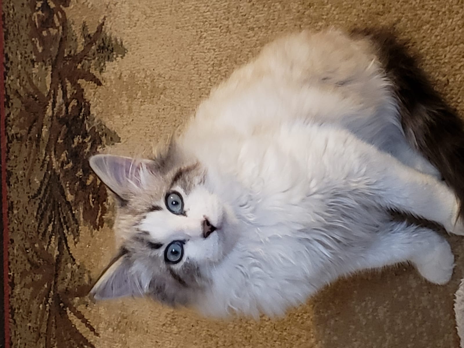 Petspiration Spotlight: Orla