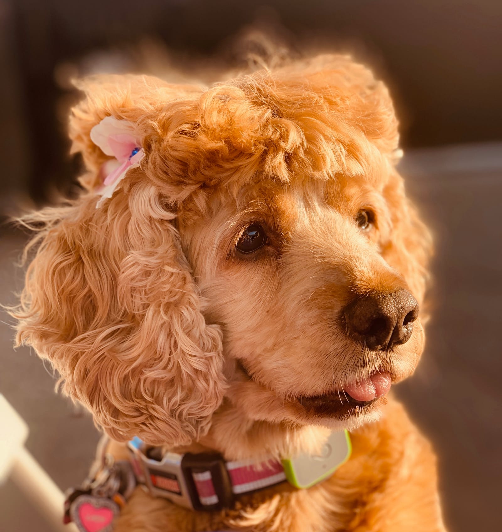 Petspiration Spotlight: Lady