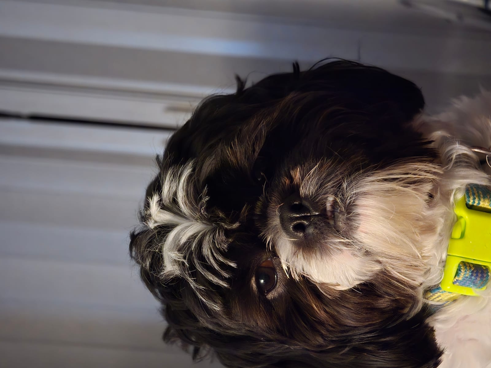 Petspiration Spotlight: Milo