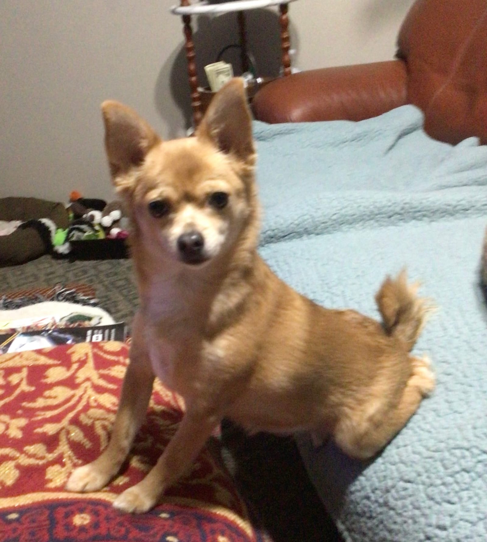 Petspiration Spotlight: Kali