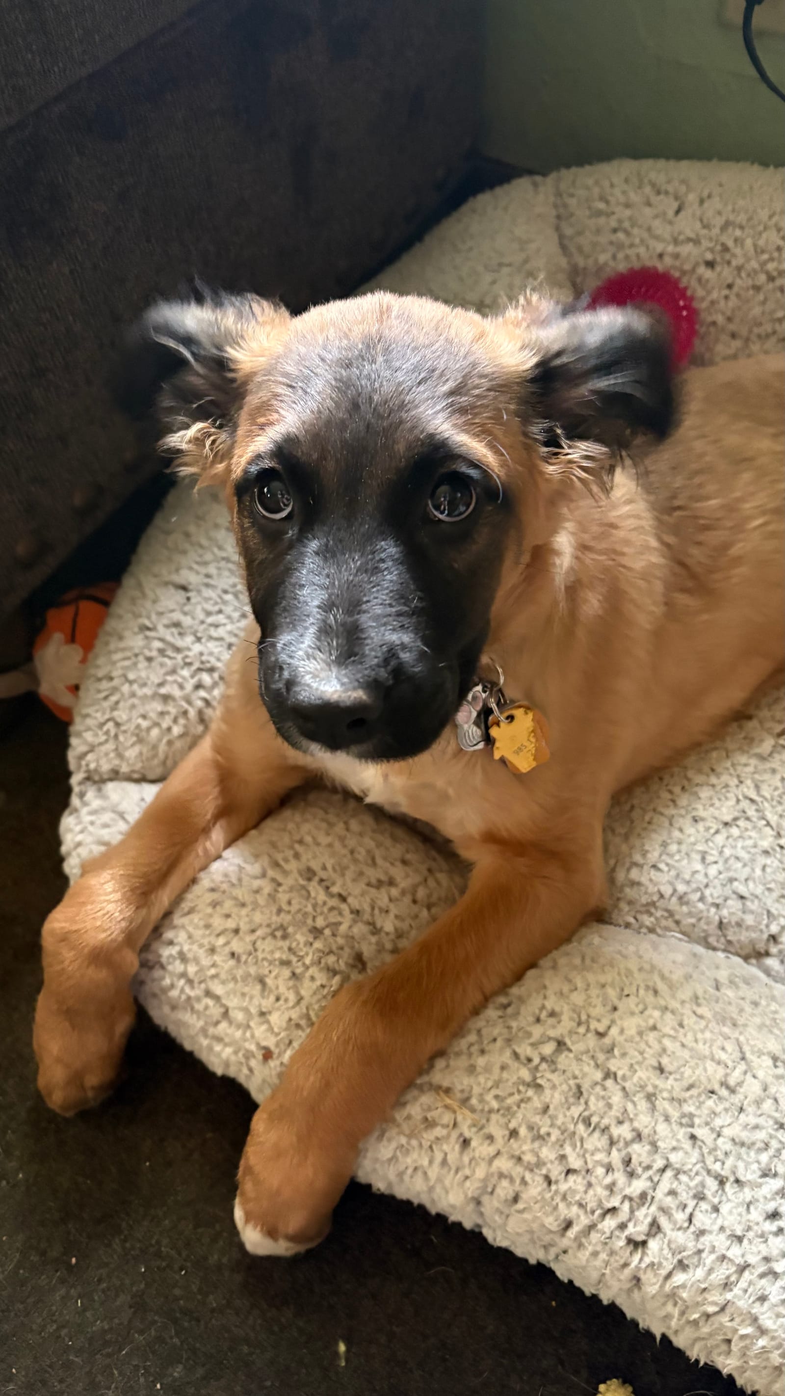 Petspiration Spotlight: Zoey