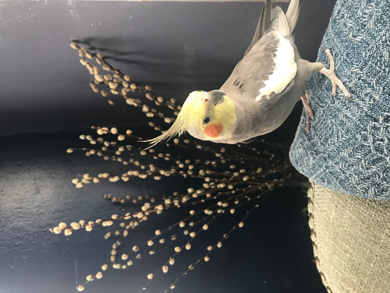 Petspiration Spotlight: Nina