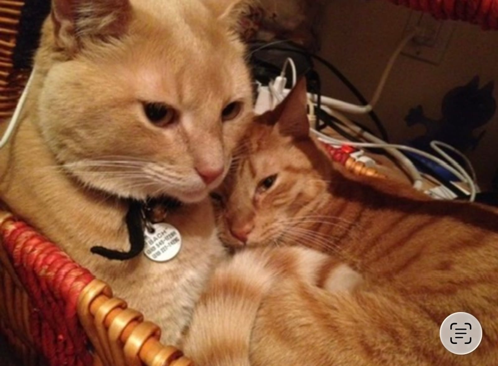 Petspiration Spotlight: Ben and Bach