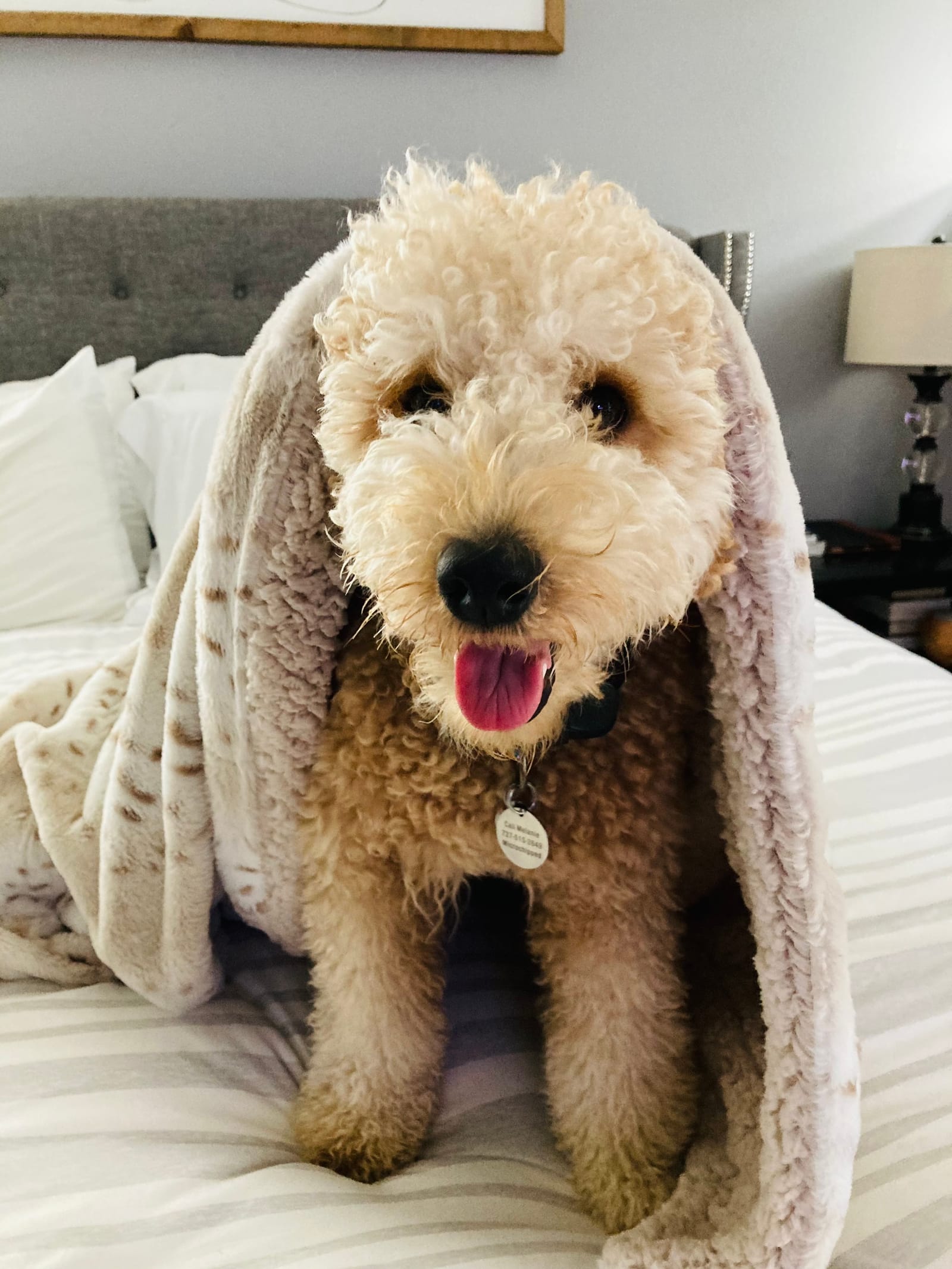 Petspiration Spotlight: Roc