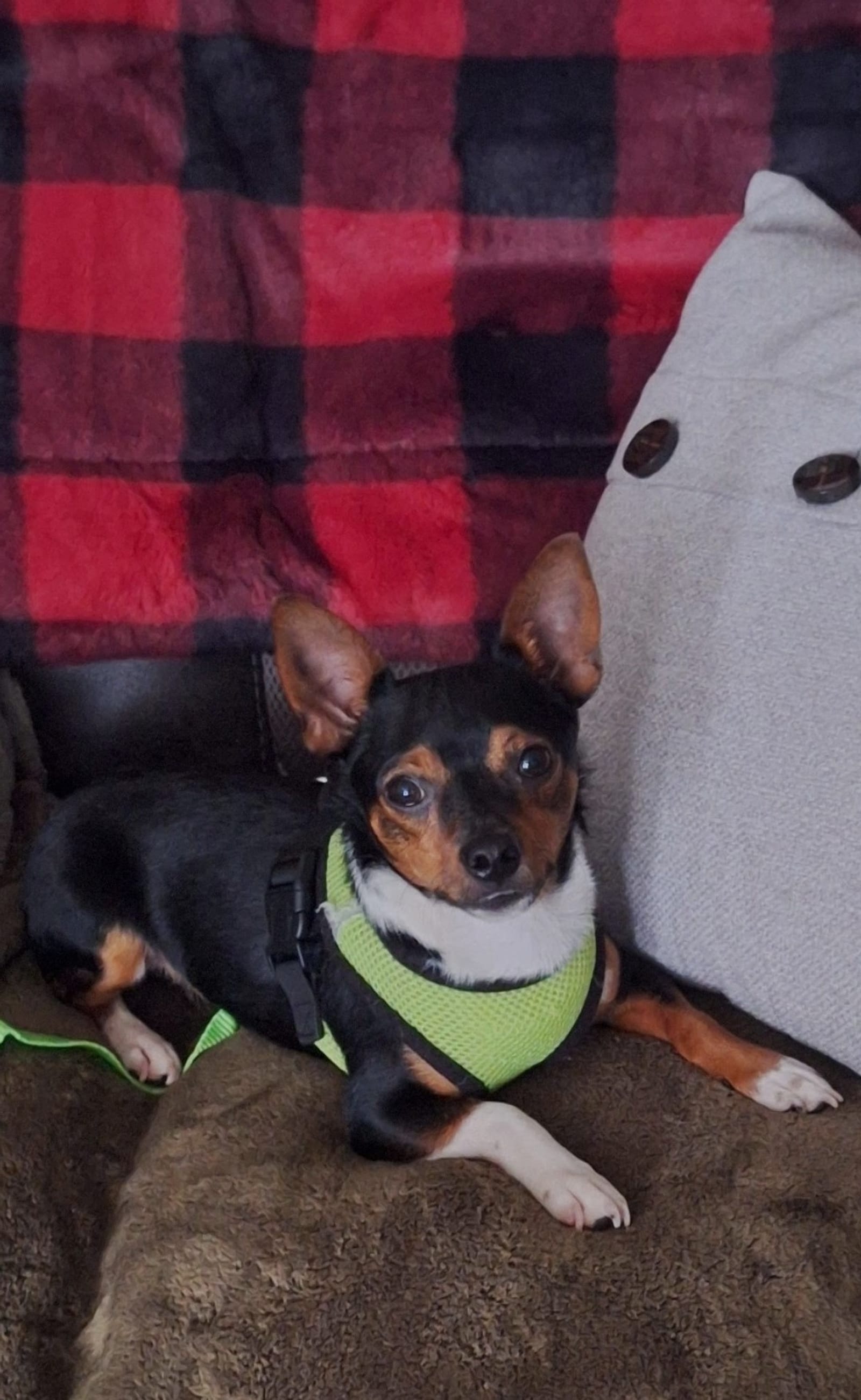 Petspiration Spotlight: Rudy