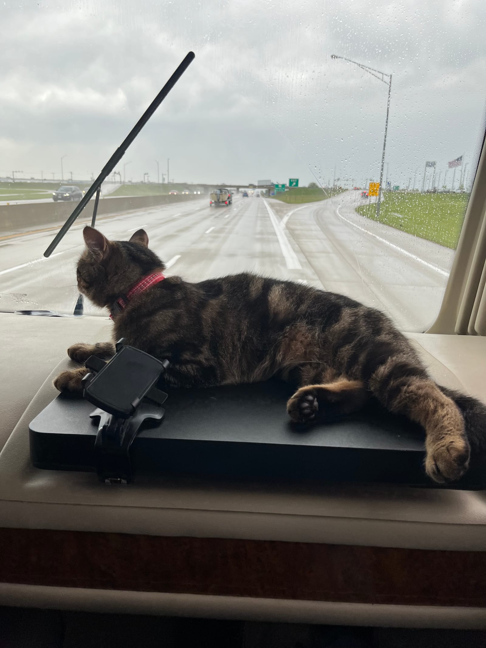Petspiration Spotlight: Lil Kat