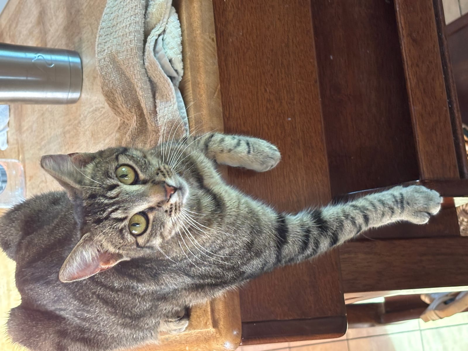 Petspiration Spotlight: Cleo