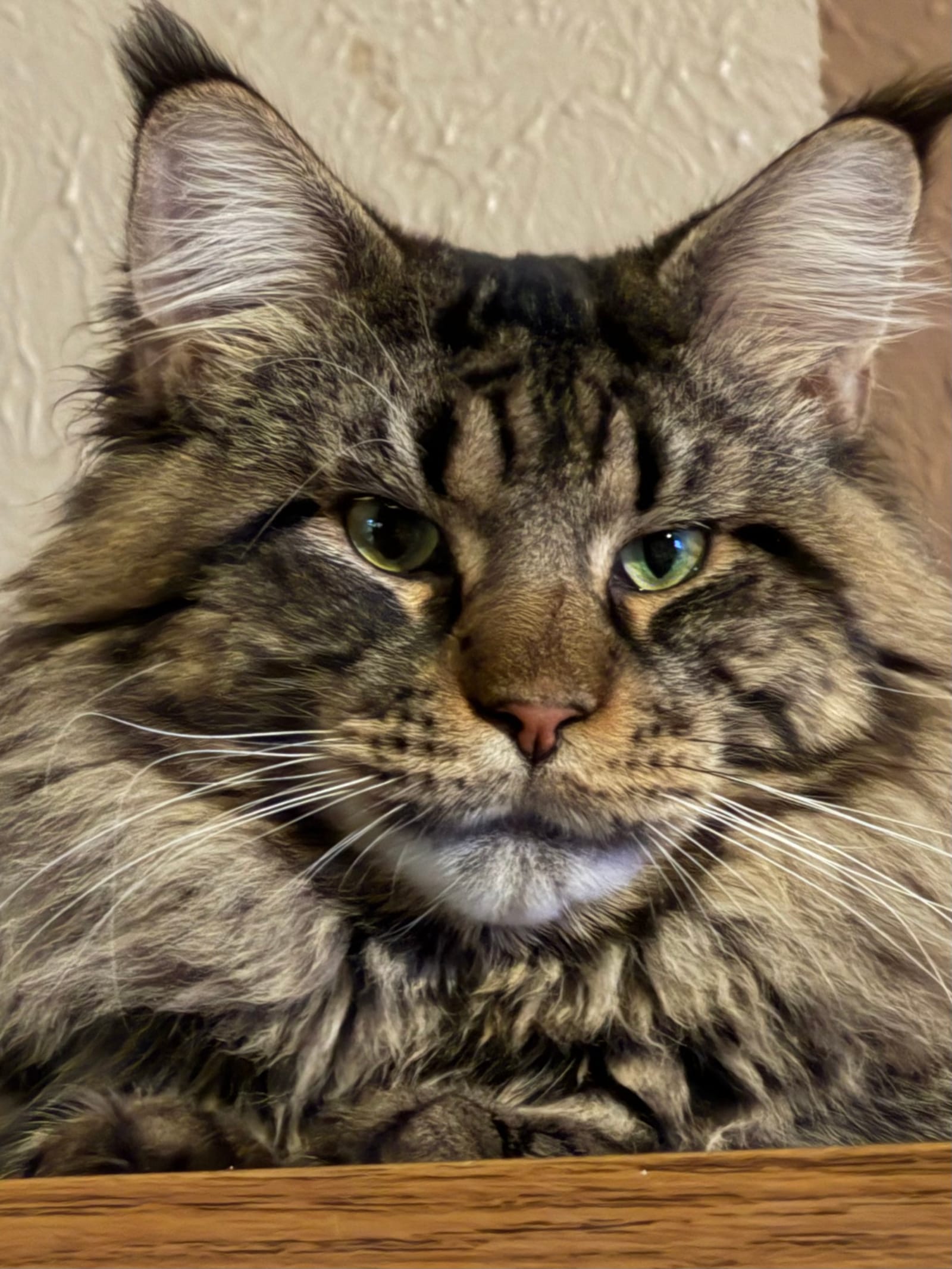 Petspiration Spotlight: Thor