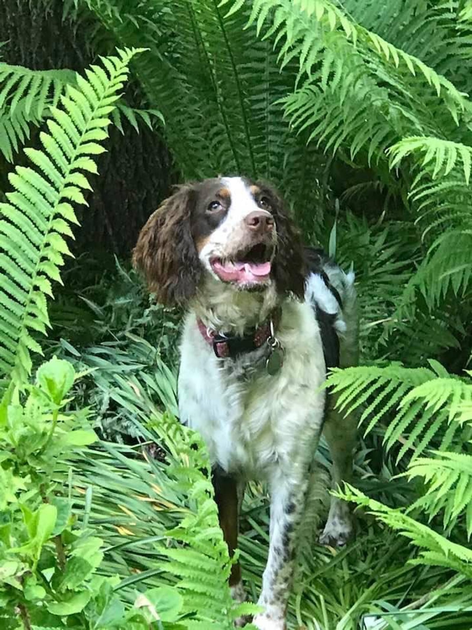 Petspiration Spotlight: Suki