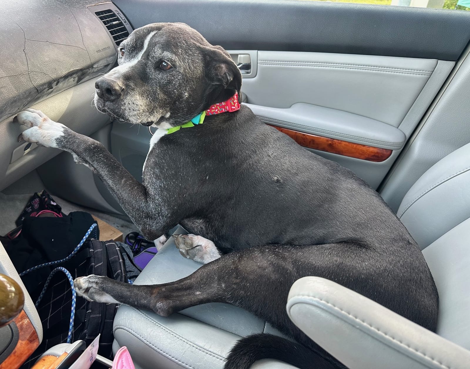 Petspiration Spotlight: Deja